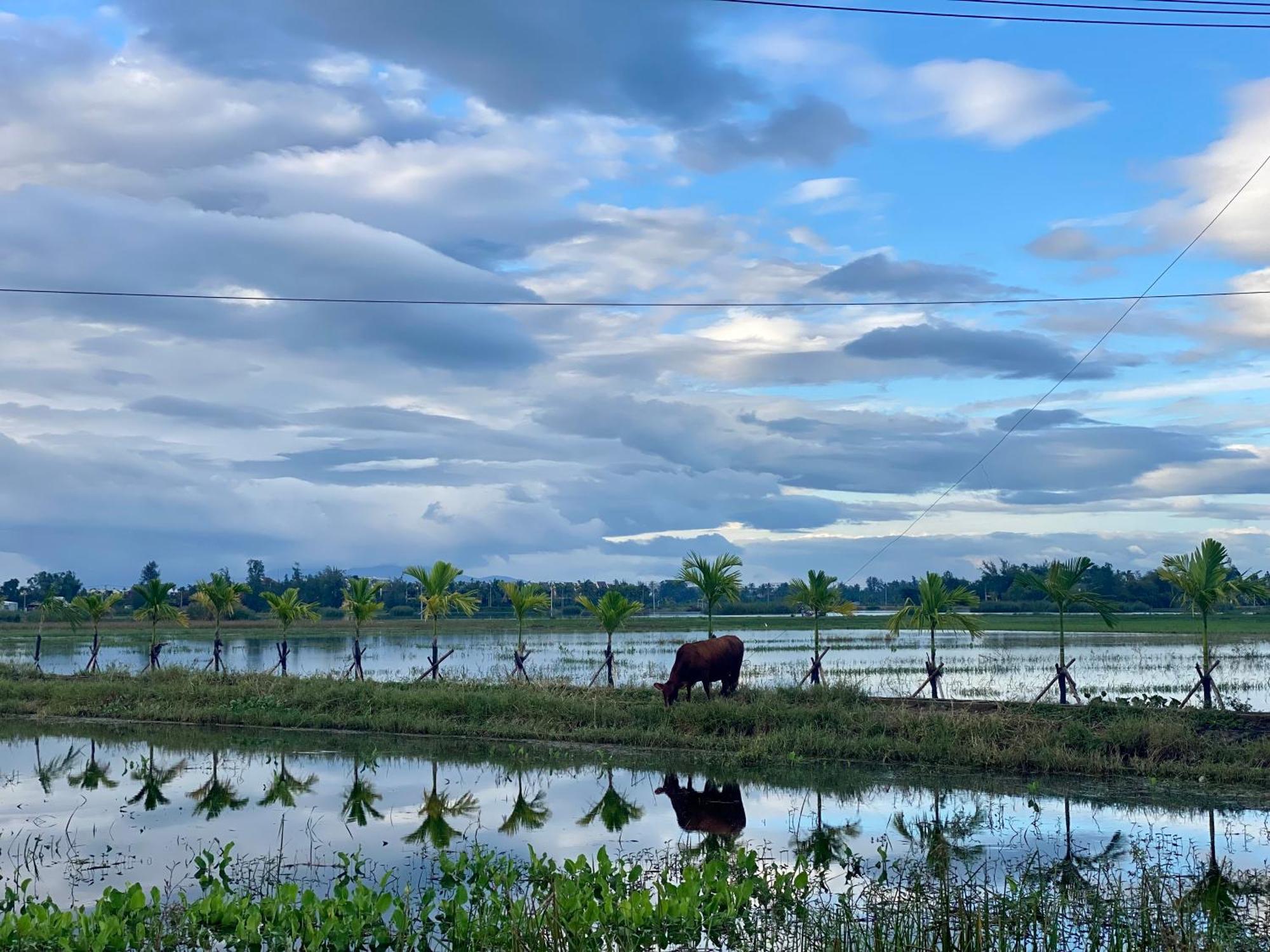 Rice River Villa - Hoi An Zewnętrze zdjęcie